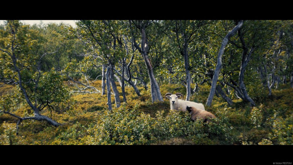 Icelandic goat with her small kid, sat in the middle of the trees graded