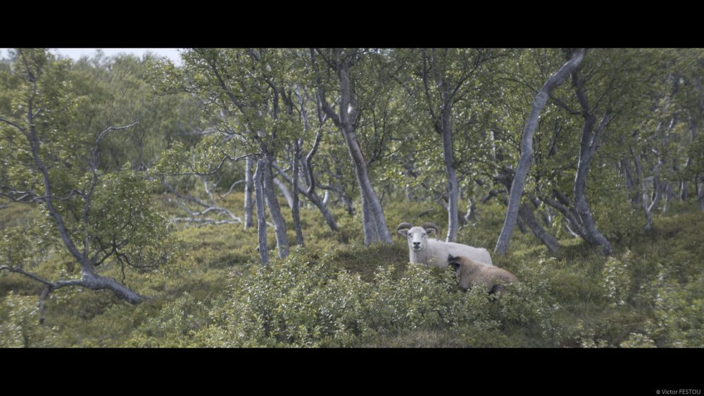 Icelandic goat with her small kid, sat in the middle of the trees ungraded
