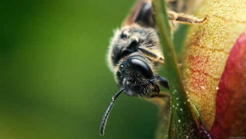 Petite abeille sur un bourgeon en macrophotographie