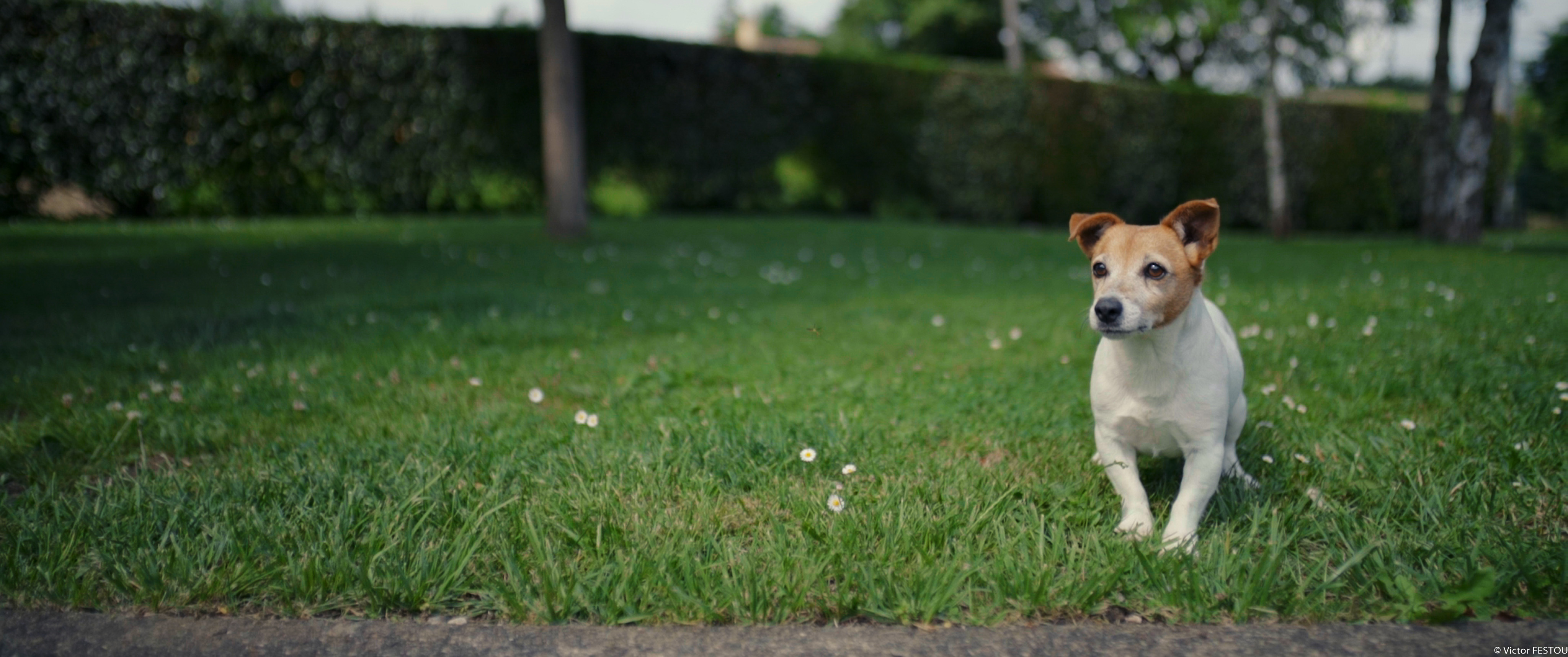 Dog sitting in a sunny garden waiting for its ball
