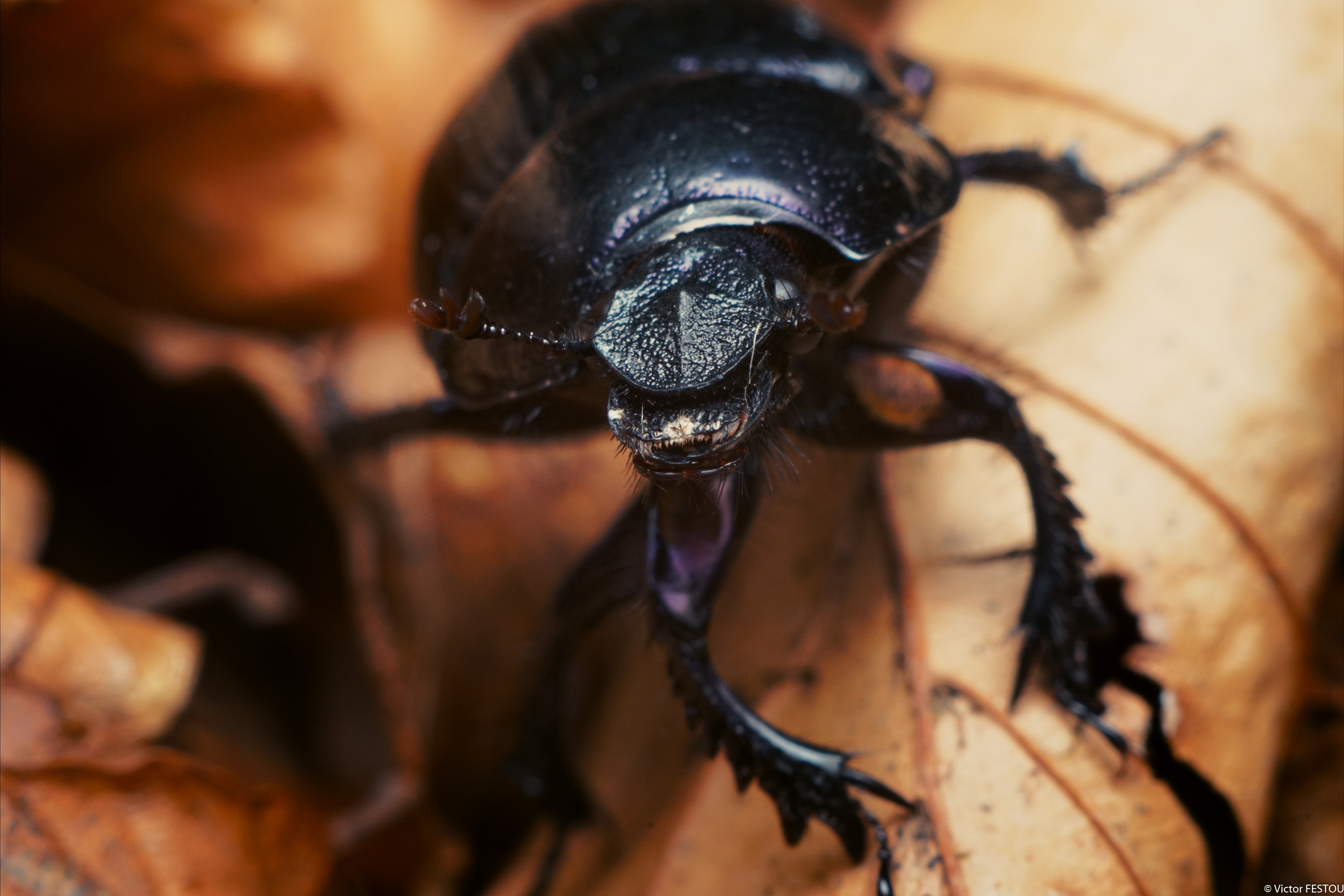 Dung beetle standing on a leaf intrigued by the camera